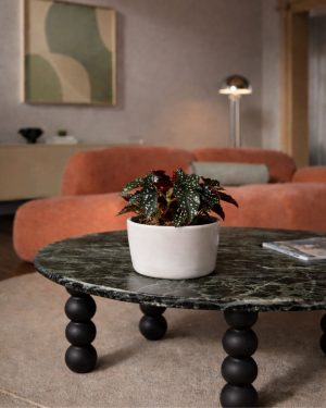 begonia black forest contexto