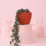 bubble pot + ceropegia woodiii m