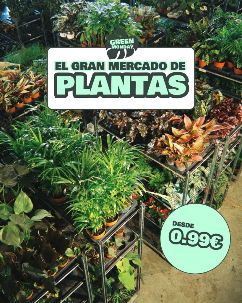 el gran mercado de plantas green monday (1)