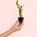 dracaena-lucky-bamboo-mini
