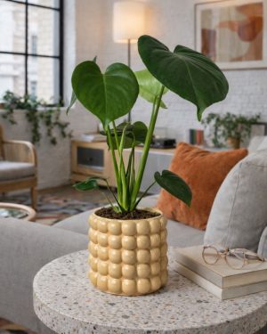 poppy-amarilla-contexto