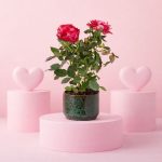 gift set rosal mini + mossy pot