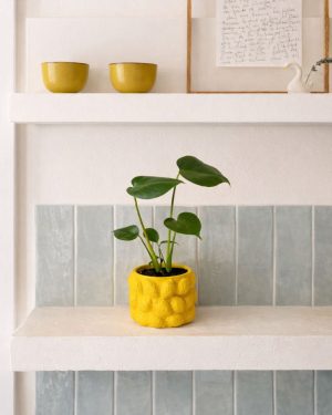 lemon mini maceta contexto cocina