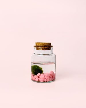 marimo-rosa