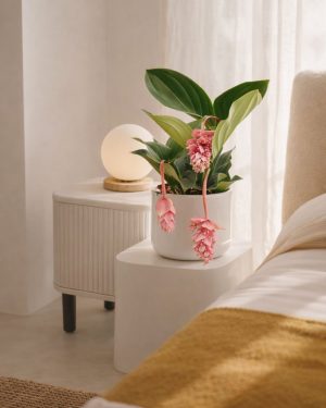 medinilla flamenco contexto