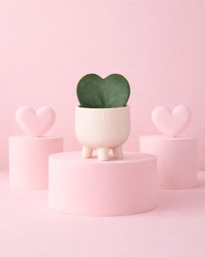 potit con hoya kerrii