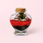 terrario red love mini