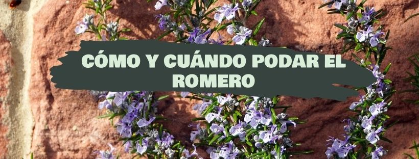 cómo y cuándo podar el romero