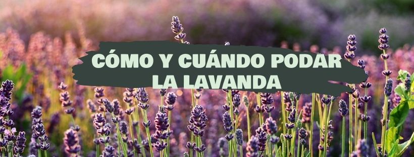 como y cuando podar la lavanda