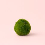 marimo ball 5cm