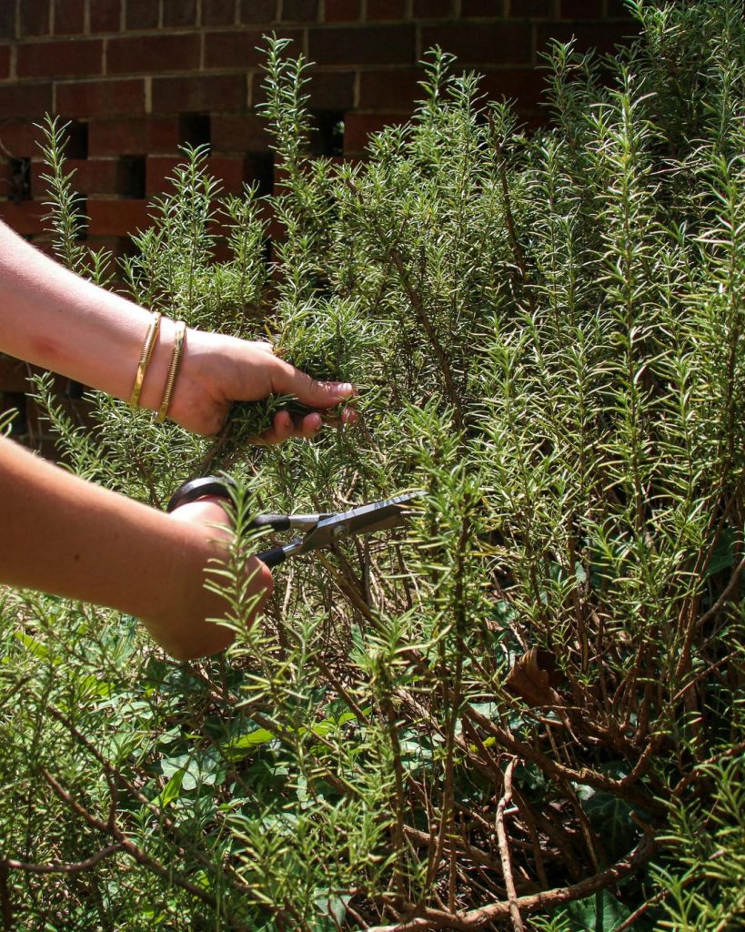cómo y cuándo podar el romero