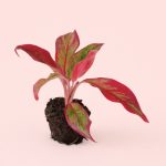 Aglaonema-red-fire-mini
