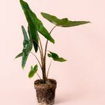 Alocasia-Zebrina-M