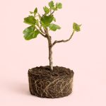 Ficus-Cariaca-Higuera-L