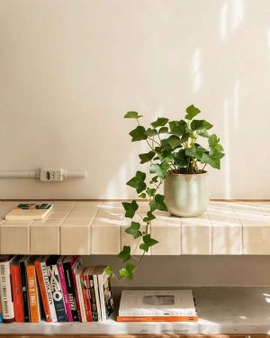 Hedera-hibernica-context