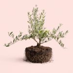 Olea-Europeae -Árbol-Olivo-L