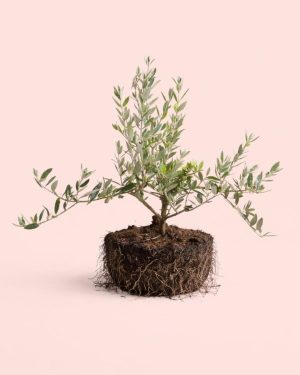 Olea-Europeae -Árbol-Olivo-L