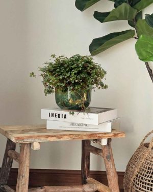 Pilea-Greyzy-M-context