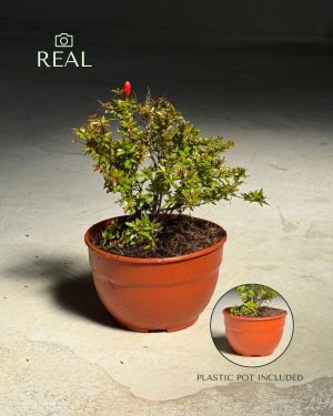 Punica-Granatum-L-real