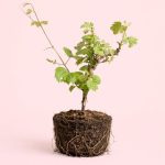 Vitis-Vinifera-Parra-L