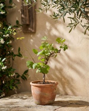 Vitis-Vinifera-Parra-L-context