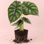 alocasia dragon scale m